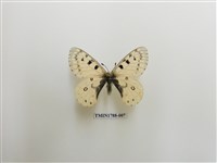 藏品(中國蝴蝶)的圖片